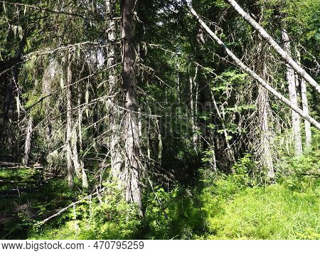 Taiga Biome Dominated By Coniferous Forests. Picea Spruce, Genus Of Coniferous Evergreen Trees In Th
