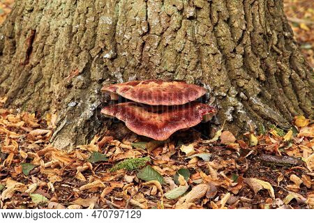 Close-up On A Beefsteak Polypore (fistulina Hepatica) Growing On A Tree Trunk In The Woods.