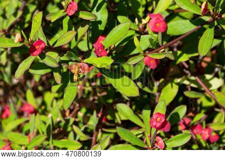 A Wasp (polistes Olivaceus) Pollinating A Euphorbia Geroldii Rauh.