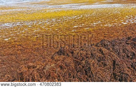 Beautiful Caribbean Beach Totally Filthy Dirty Nasty Seaweed Problem Mexico.