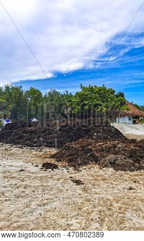 Beautiful Caribbean Beach Totally Filthy Dirty Nasty Seaweed Problem Mexico.