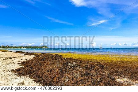 Beautiful Caribbean Beach Totally Filthy Dirty Nasty Seaweed Problem Mexico.