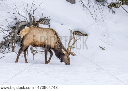 A Northamerican Elk Walking Through A Forest In Ontario, Canada At A Cold Day In Winter.