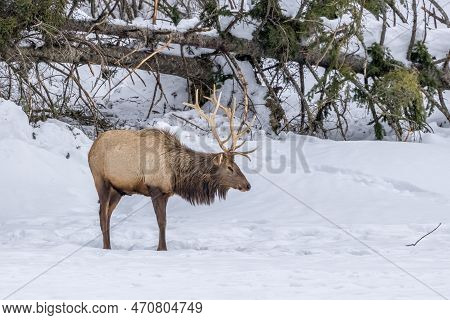 A Northamerican Elk Walking Through A Forest In Ontario, Canada At A Cold Day In Winter.