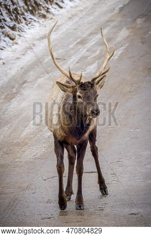 A Northamerican Elk Standing On The Road In Ontario, Canada At A Cold Day In Winter.