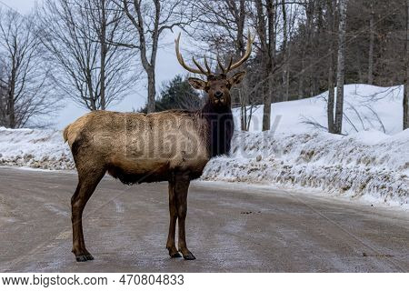 A Northamerican Elk Standing On The Road In Ontario, Canada At A Cold Day In Winter.