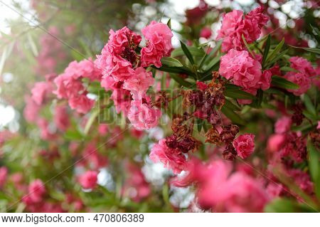 Flowering Branch Of Pink Oleander (nerium Oleander) Tree. Beautiful Dangerous Plant. Bright Colourfu