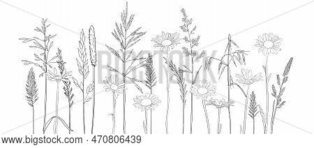 Vector Drawing Grass Plants And Daisies, Line Drawing Floral Elements, Hand Drawn Illustration
