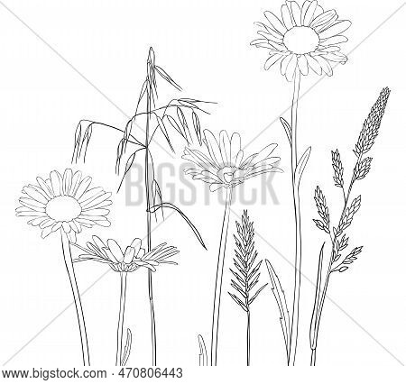 Vector Drawing Grass Plants And Daisies, Line Drawing Floral Elements, Hand Drawn Illustration