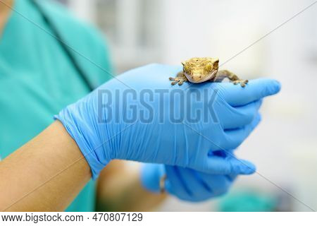 Veterinarian Examines A Gecko In A Veterinary Clinic. Exotic Animals. Squamata Reptile, Lizards. Hea