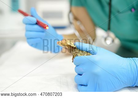Veterinarian Examines A Gecko In A Veterinary Clinic. Exotic Animals. Health Checkup Of Unusual Pet.