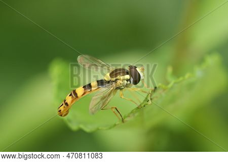 Natural Closeup On A Long Hoverly, Sphaerophoria Scripta, Sitting On A Green Leaf In The Garden