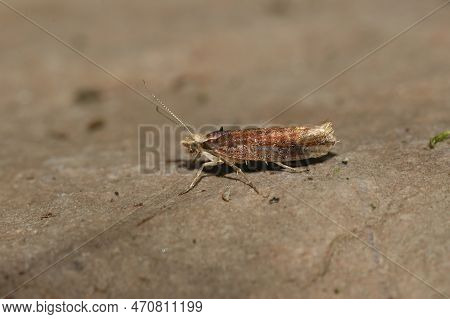 Natural Closeup On The White-shouldered Smudge Micro Moth, Ypsolopha Parenthesella, Sitting On Stone