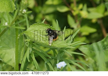 Natural Closeup On A Dark Form Of The Bumblebee Mimicking Plumehorn Hoverfly, Volucella Plumifrons S