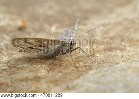 Low Angle Closeup On The European Grass Wave Geometer Moth, Perconia Strigillaria With Spread Wings 