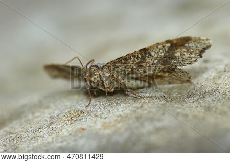 Detailed Low Angle Close Up On A Peacock Moth, Macaria Notata, Sitting On A Stone