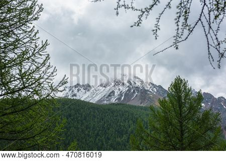 Atmospheric View Through Coniferous Tree Branches To Forest Snow Mountain In Low Clouds. Gloomy Scen
