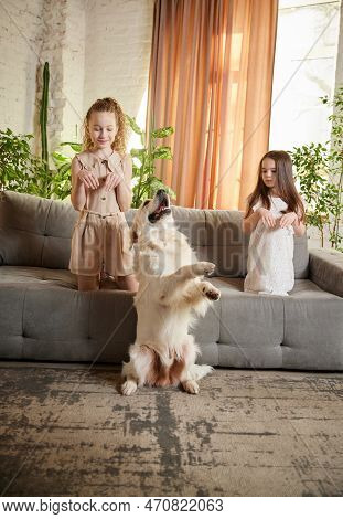 Little School Age Girl Playing With Beloved Pet, Golden Retriver At Home Interior, Inddors. Children
