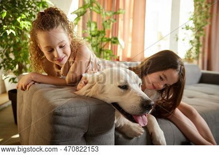 Little School Age Girl Playing With Beloved Pet, Golden Retriver At Home Interior, Inddors. Children
