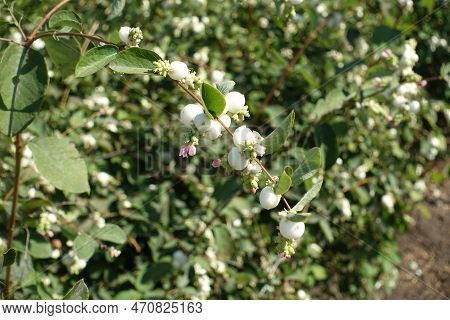 Globose White Berries And Pink Flowers Of Symphoricarpos Albus In Mid September