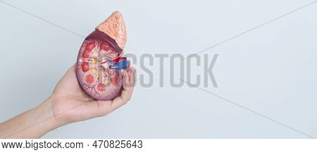 Woman Holding Anatomical Human Kidney Adrenal Gland Model. Disease Of Urinary System And Stones, Can