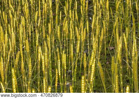 Frankfurt, Germany - December 28, 2022: Colorful Light In Nature At Winterlichter - Engl: Winter Lig