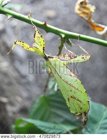 Close-up Image Of Philippine Walking Leaf  (phyllium Philippinicum)