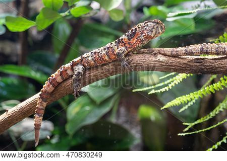 Close-up Image Of Chinese Crocodile Lizard, Shinisaurus Crocodilurus
