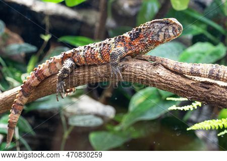 Close Up Image Of Chinese Crocodile Lizard (shinisaurus Crocodilurus)