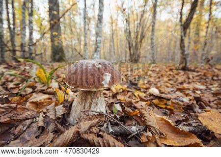 Big Porcini Mushroom Growing In Autumn Birch And Oak Forest. Beautiful Young Edible Mushroom In Leav