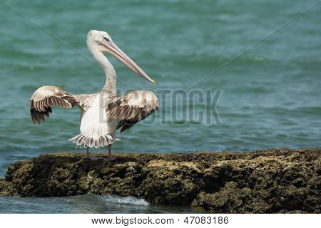 Vaaleanpunainen tukema Pelican etsii yli olkapään