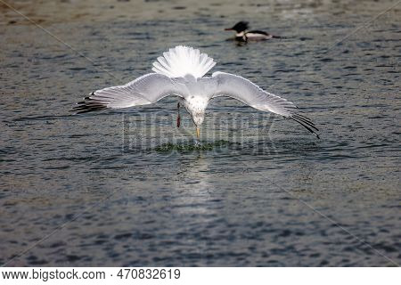 The Herring Gull (larus Argentatus) Attacking Prey