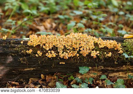 Close-up On A Bunch Of Sulphur Tufts (hypholoma Fasciculare) Growing On A Fallen Tree Trunk In The W