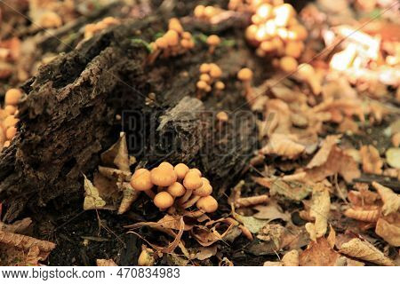 Close-up On Sheathed Woodtufts (kuehneromyces Mutabilis) Growing On Dead Wood.