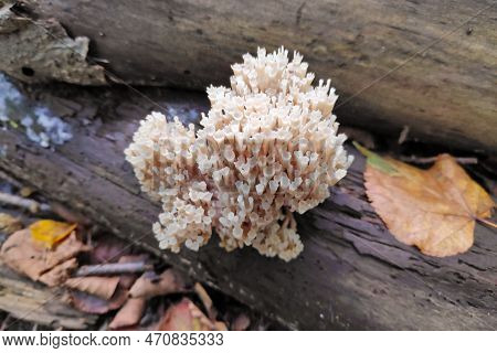 Artomyces Pyxidatus Is A Coral Fungus That Is Commonly Called Crown Coral Or Crown-tipped Coral Fung