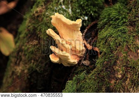 Close-up On A Sulphur Polypore (laetiporus Sulphureus) Growing On A Tree Trunk In The Woods.