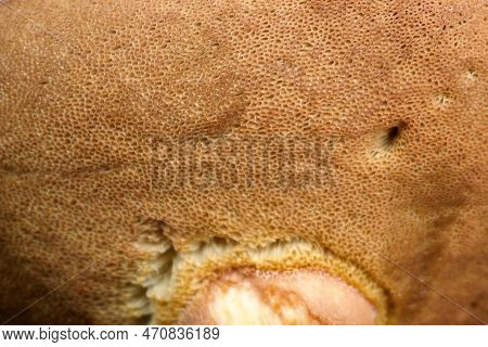 Close-up On The Spore Spines Of A Boletus Aereus.