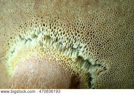 Close-up On The Spore Spines Of A Boletus Aereus.