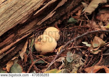 Close-up On A Couple Of Bovista Plumbea Growing In The Woods
