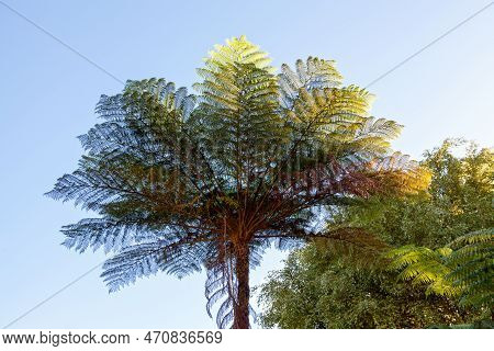 Cyathea Borbonica Near Grand Étang In Reunion Island.