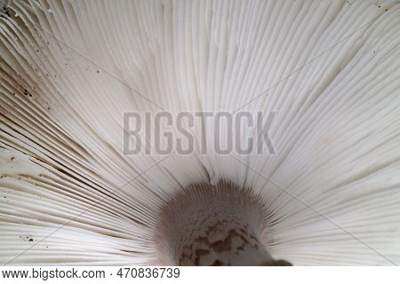 Close-up On The Spore Gills Of A Clitocybe Nebularis.