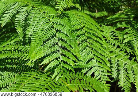 A Fern (polypodiopsida Or Polypodiophyta) Is A Member Of A Group Of Vascular Plants (plants With Xyl