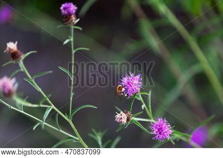 Close-up On A Bumblebee Foraging A Brownray Knapweed.