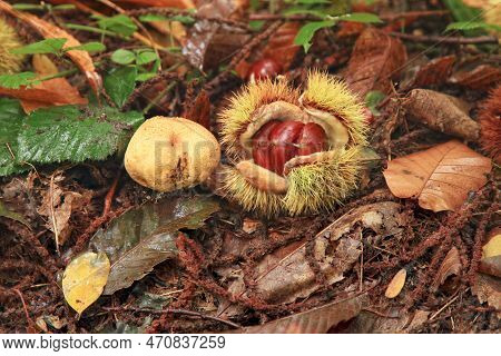 Chestnut And Paltry Puffball Amongst Dead Leaves In The Woods.