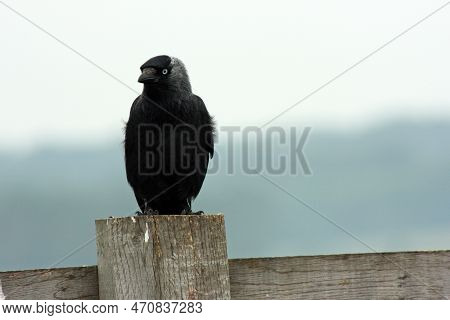The Western Jackdaw (coloeus Monedula), Also Known As The Eurasian Jackdaw, European Jackdaw, Or Sim