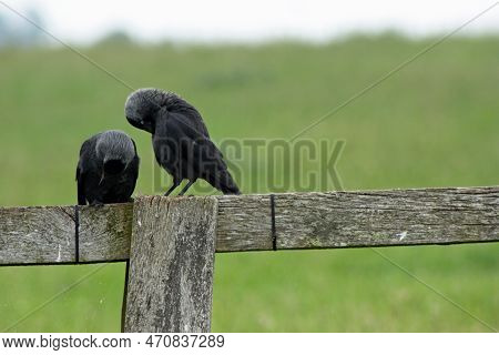 The Western Jackdaw (coloeus Monedula), Also Known As The Eurasian Jackdaw, European Jackdaw, Or Sim