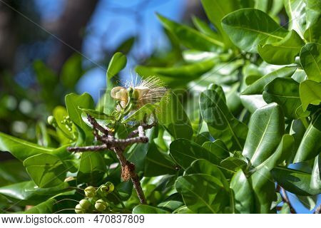 Barringtonia Asiatica (fish Poison Tree, Putat Or Sea Poison Tree) Is A Species Of Barringtonia Nati