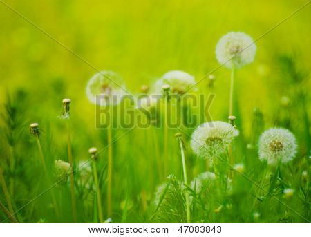 Paardebloem bloemen in een weide Green Spring