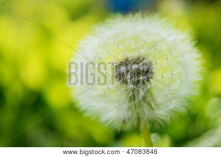 Paardebloem bloem in een weide Green Spring