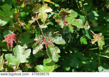 Close-up On The Galls On Maple Leaves, Due To The Presence Of Small Mites
